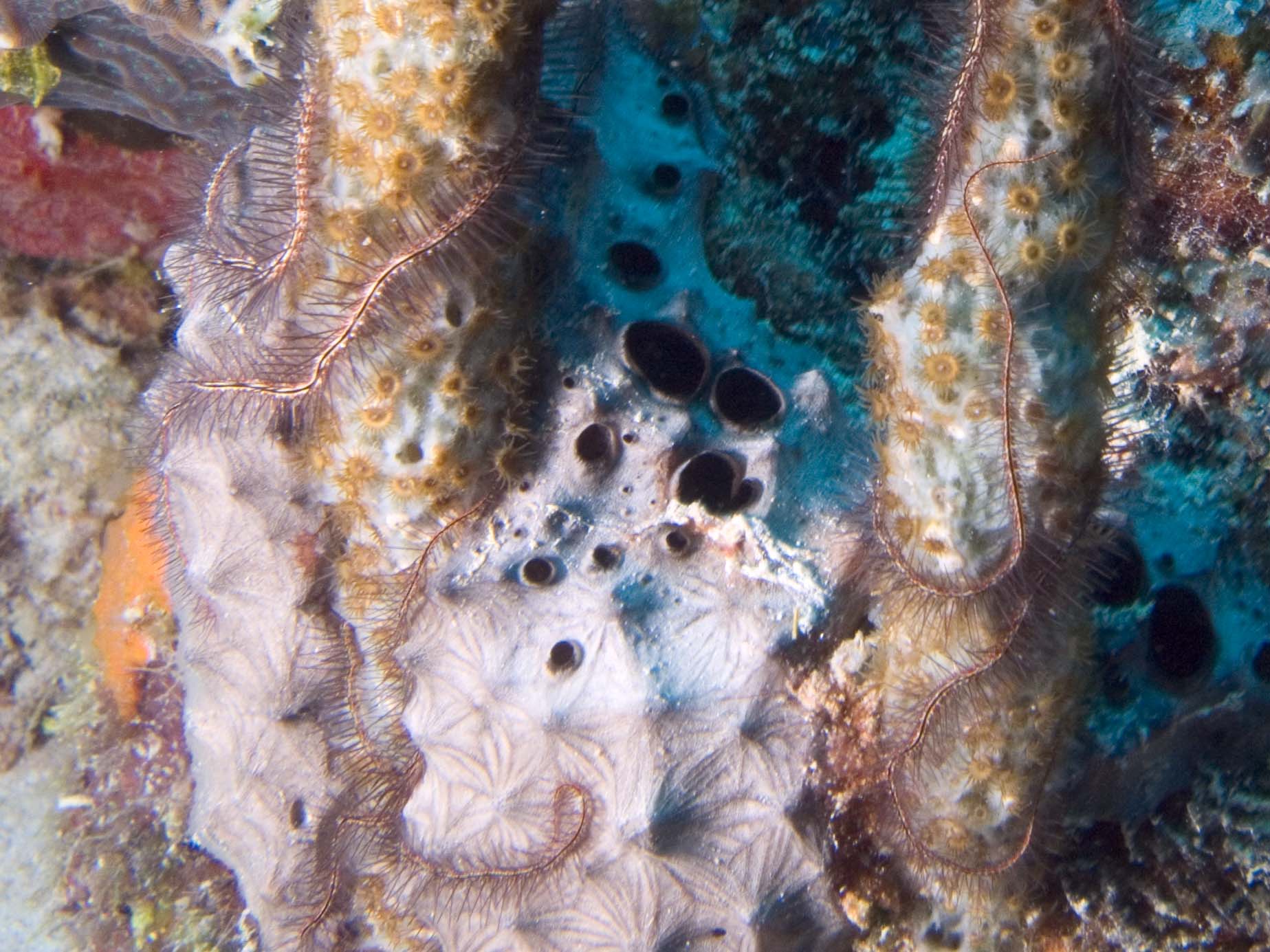 gal/Bonaire 2006/BrittleStarsCropped5x3.jpg